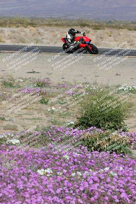 media/Feb-04-2023-SoCal Trackdays (Sat) [[8a776bf2c3]]/Turn 15 Inside Blooming (1050am)/